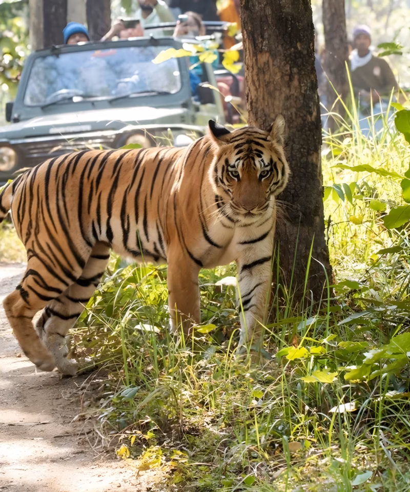 tigre de Bengala en safari tigres Ranthambore lujo durante un viaje triángulo dorado India lujo con tigres y Varanasi
