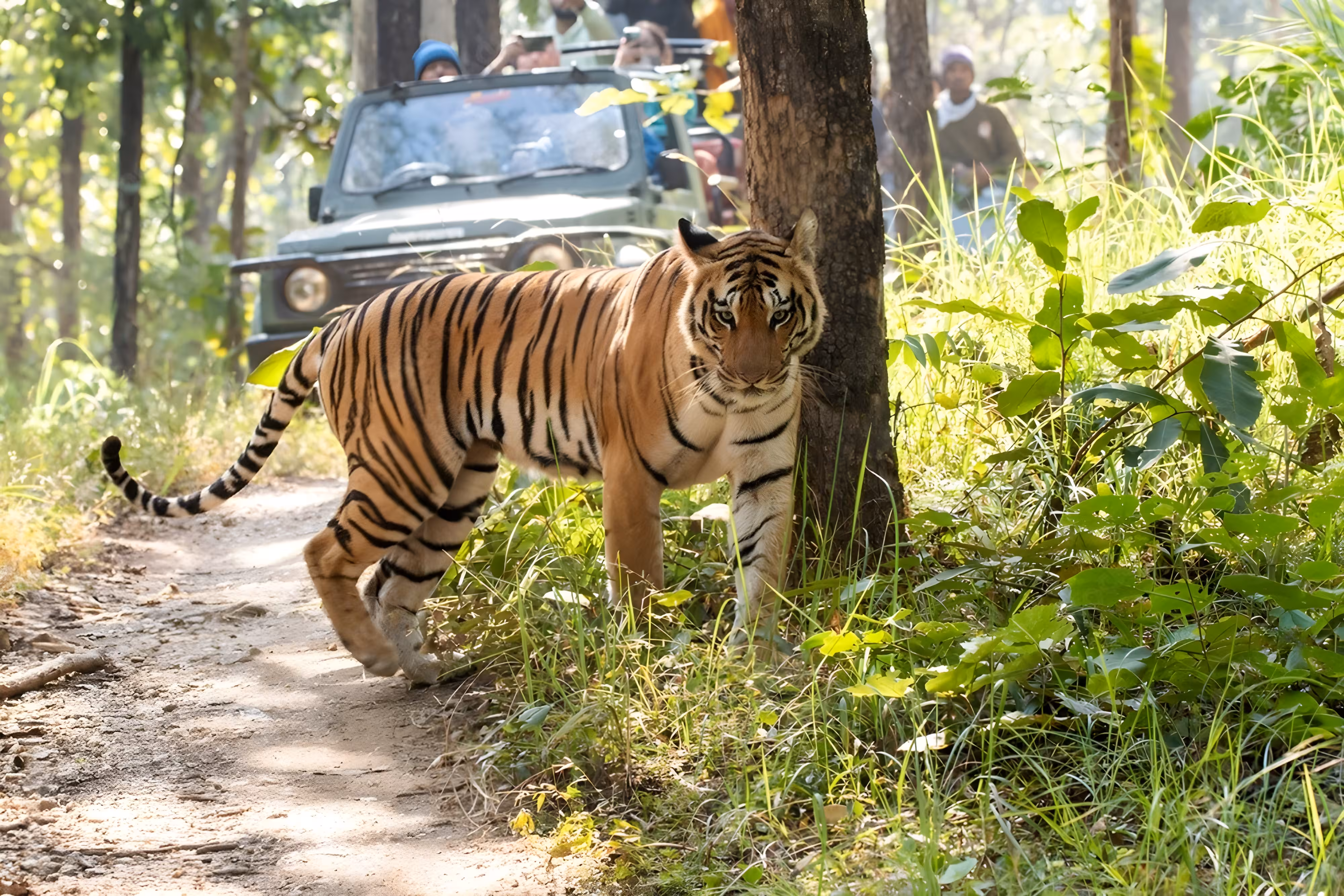 tigre de Bengala en safari tigres Ranthambore lujo durante un viaje triángulo dorado India lujo con tigres y Varanasi