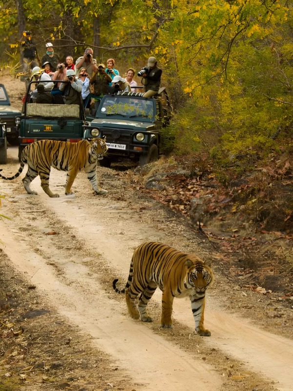 Royal Bengal tiger walking through the forest during a jungle safari in Ranthambore National Park, Rajasthan, India.