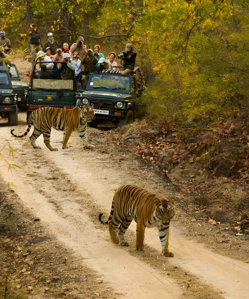 Royal Bengal tiger walking through the forest during a jungle safari in Ranthambore National Park, Rajasthan, India.