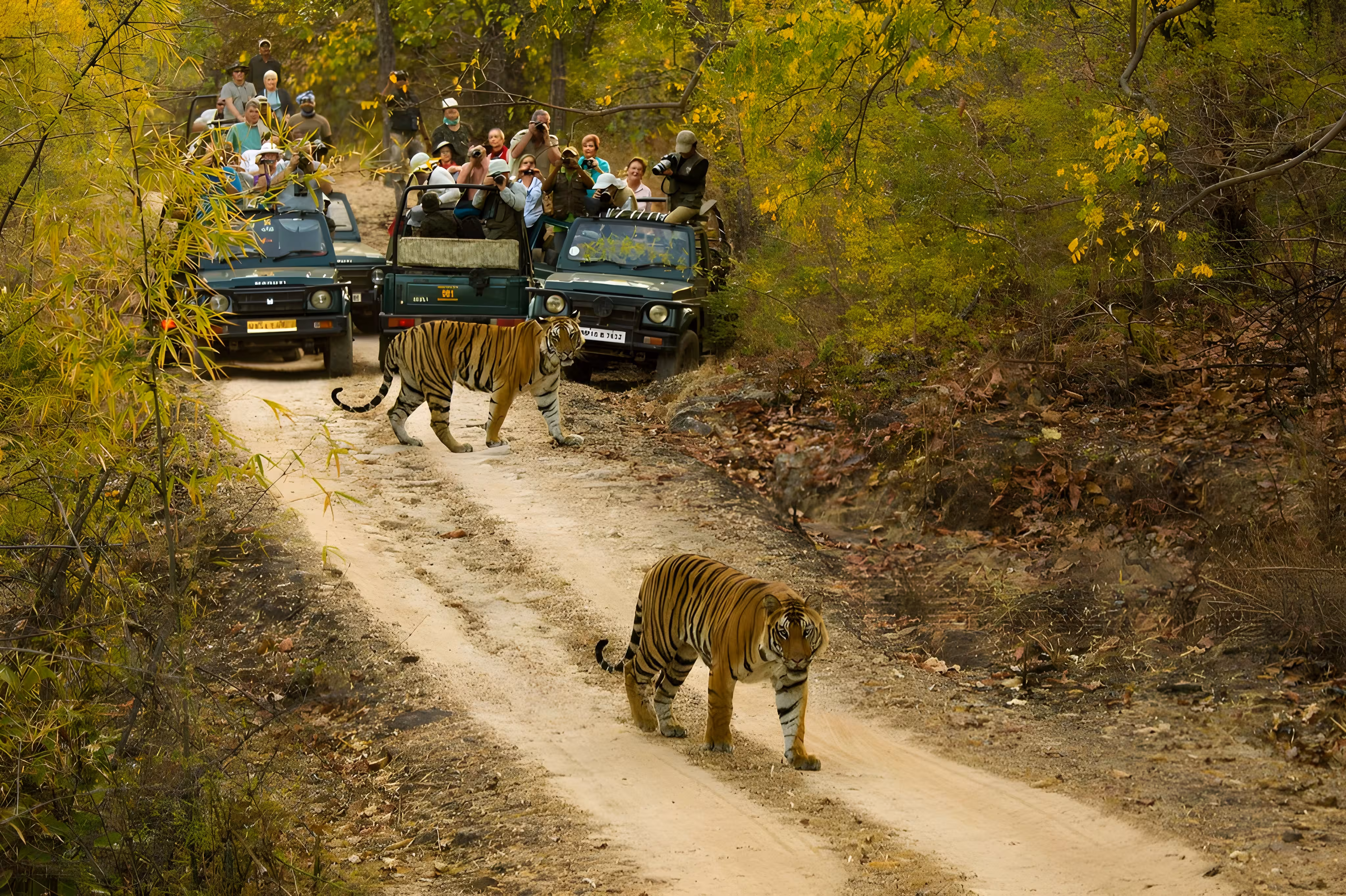 Royal Bengal tiger walking through the forest during a jungle safari in Ranthambore National Park, Rajasthan, India.