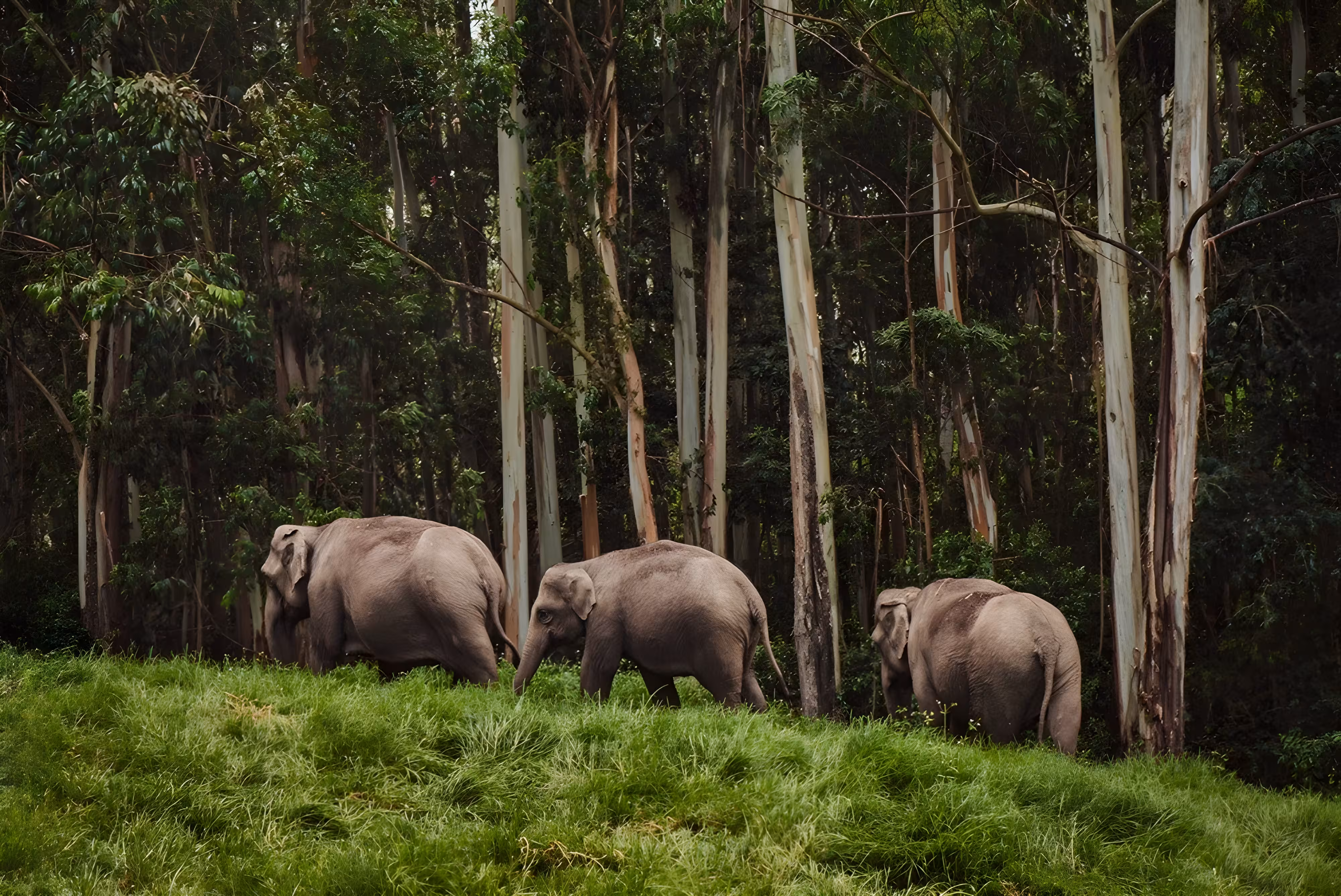 Vista del lago Periyar rodeado de selva con árboles sumergidos y posible avistamiento de animales