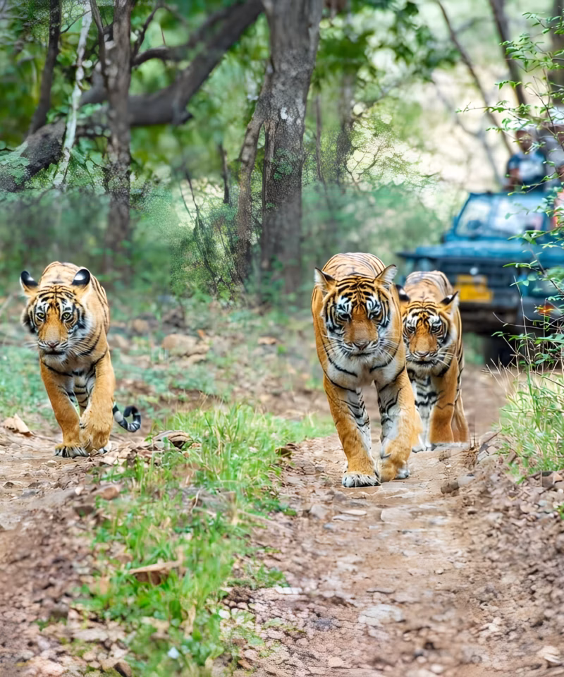Royal Bengal tiger walking through forest during a Ranthambore safari